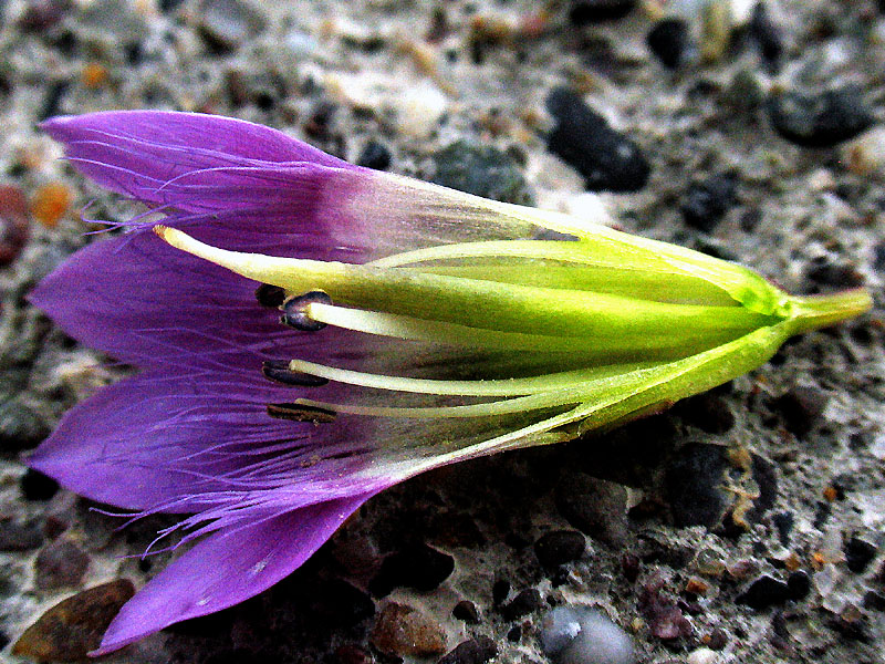 Gentianella engadinensis / Genzianella dell''Engadina